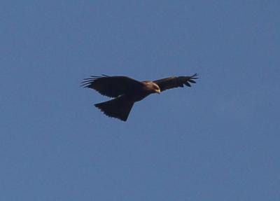 Прикрепленное изображение: IMG_2650_w.jpg